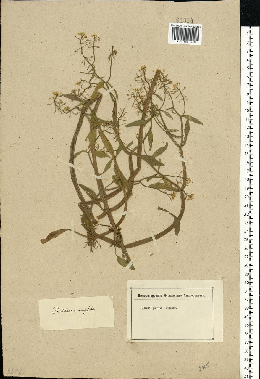 Rorippa amphibia (L.) Besser, Eastern Europe, Lower Volga region (E9) (Russia)