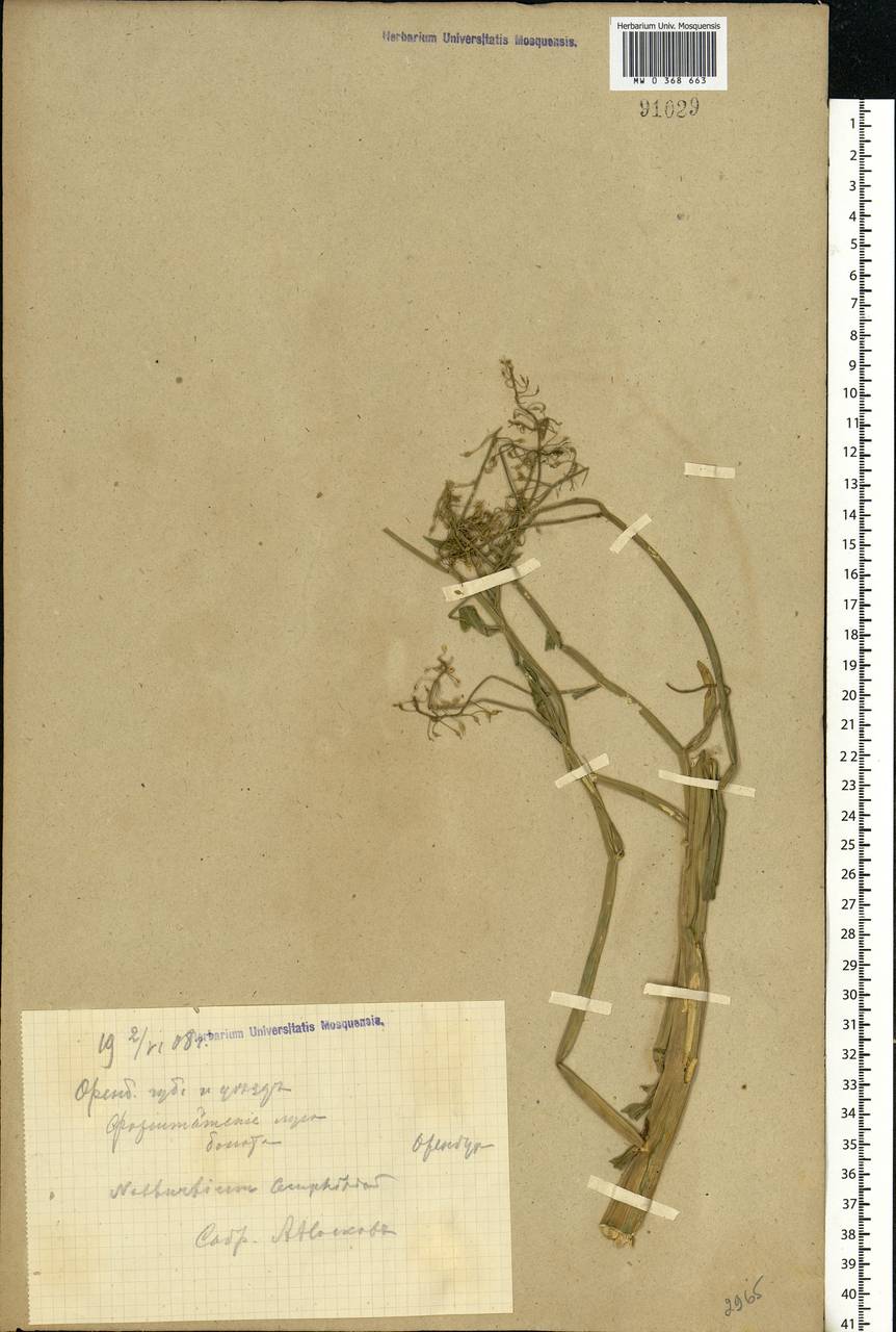 Rorippa amphibia (L.) Besser, Eastern Europe, Eastern region (E10) (Russia)