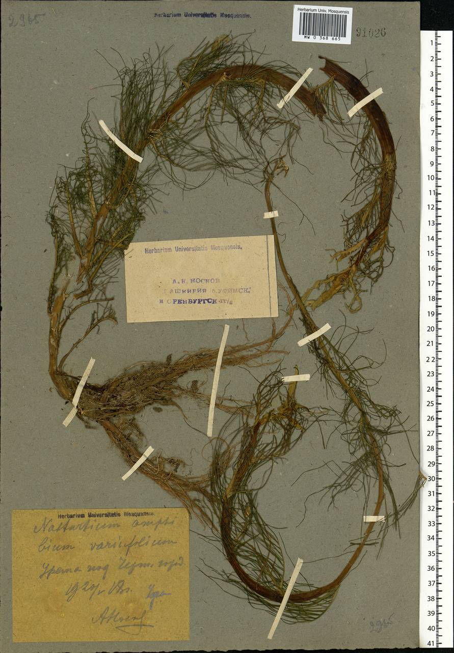 Rorippa amphibia (L.) Besser, Eastern Europe, Eastern region (E10) (Russia)