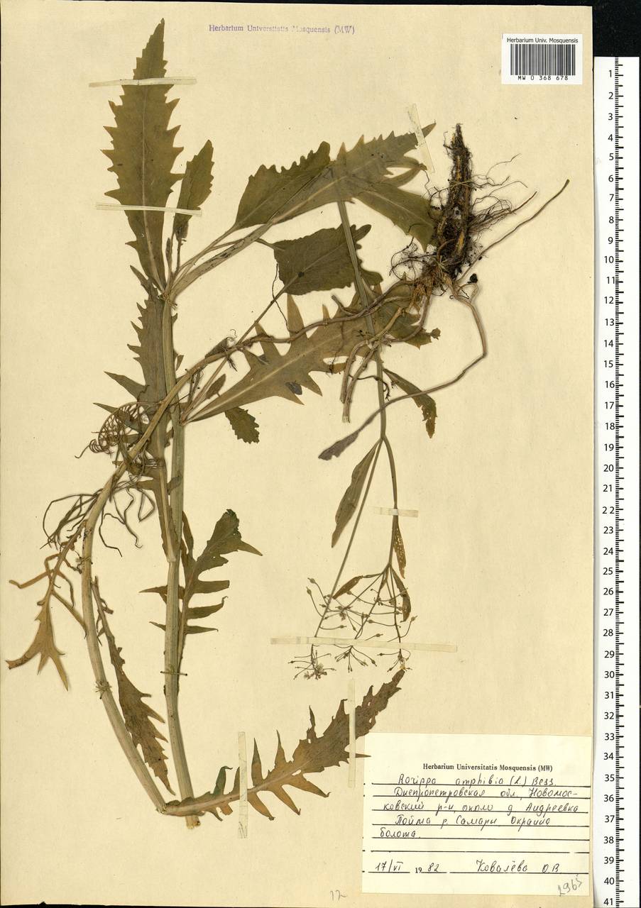 Rorippa amphibia (L.) Besser, Eastern Europe, South Ukrainian region (E12) (Ukraine)