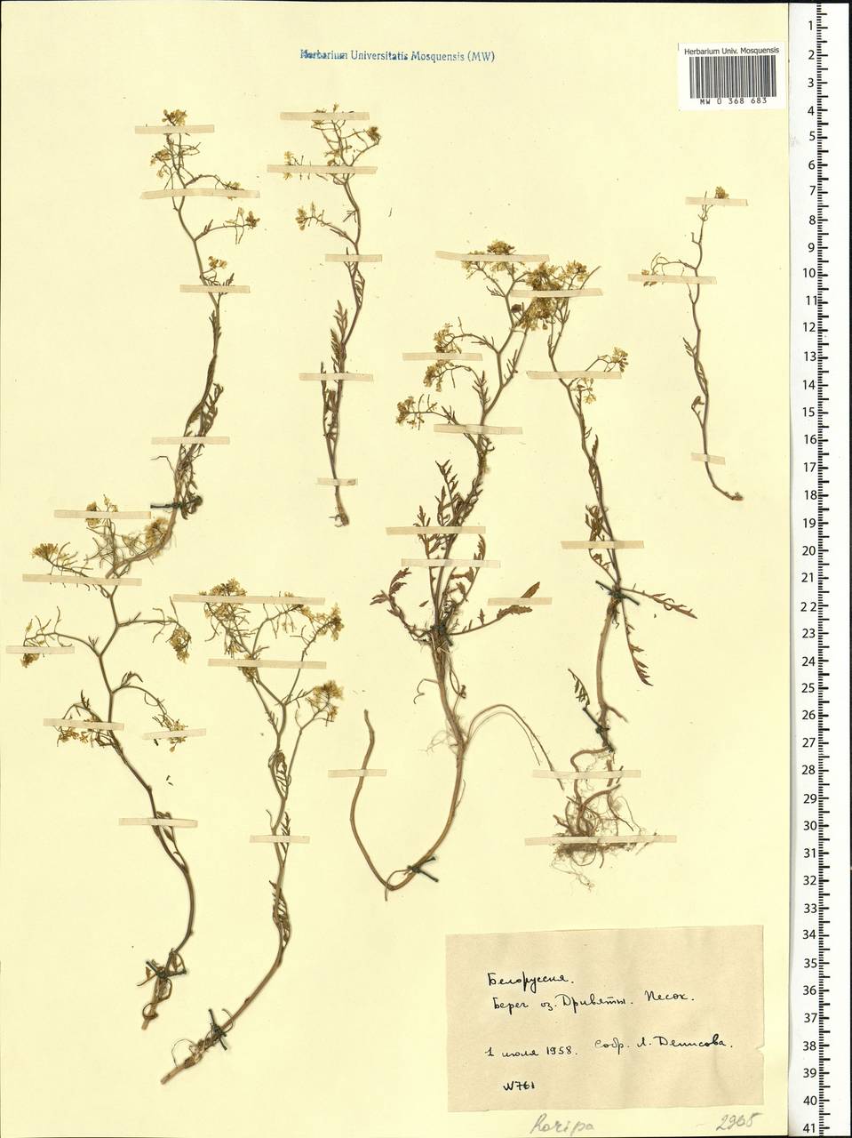 Rorippa × anceps (Wahlenb.) Rchb., Eastern Europe, Belarus (E3a) (Belarus)