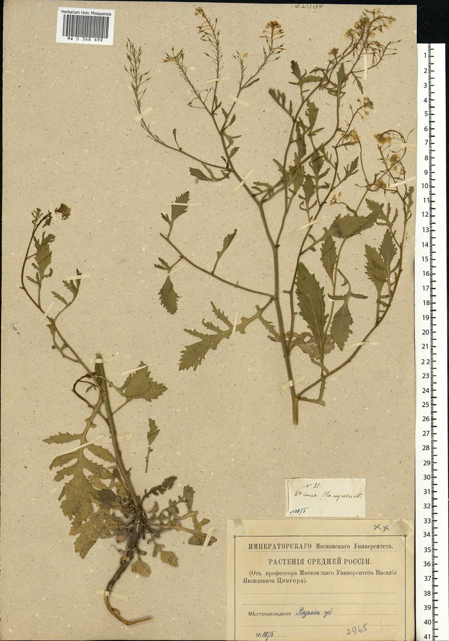 Rorippa × anceps (Wahlenb.) Rchb., Eastern Europe, Central region (E4) (Russia)