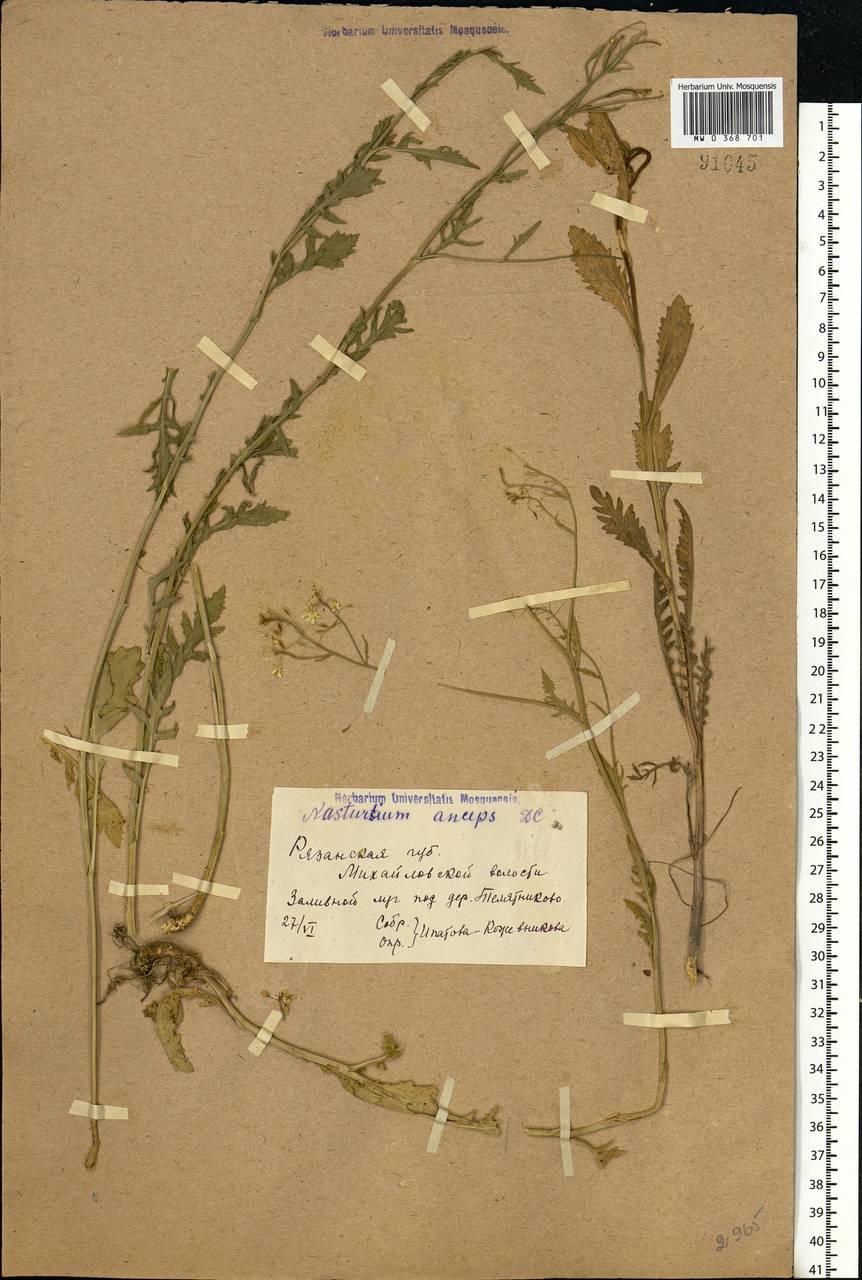 Rorippa × anceps (Wahlenb.) Rchb., Eastern Europe, Central region (E4) (Russia)