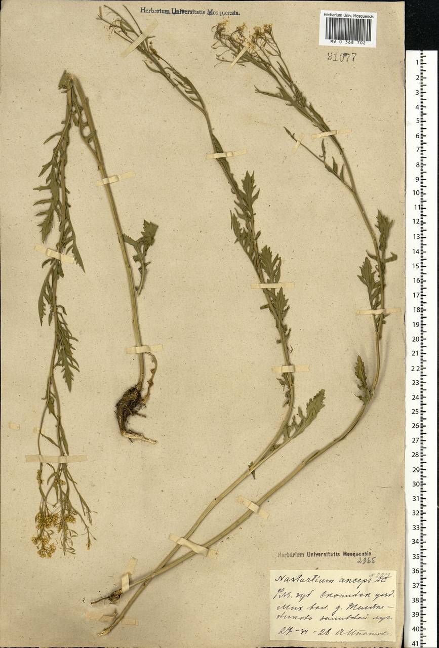 Rorippa × anceps (Wahlenb.) Rchb., Eastern Europe, Central region (E4) (Russia)