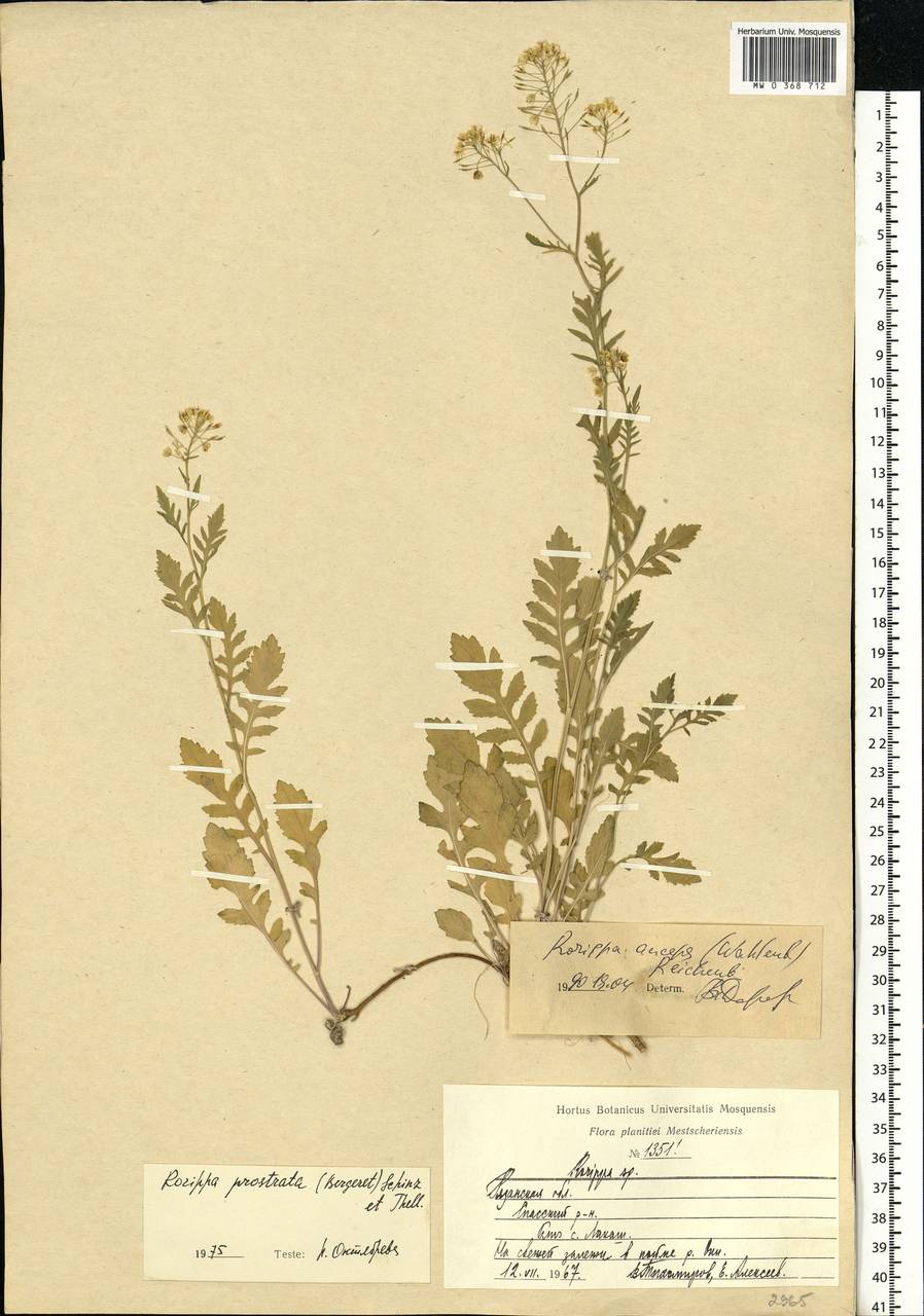 Rorippa × anceps (Wahlenb.) Rchb., Eastern Europe, Central region (E4) (Russia)