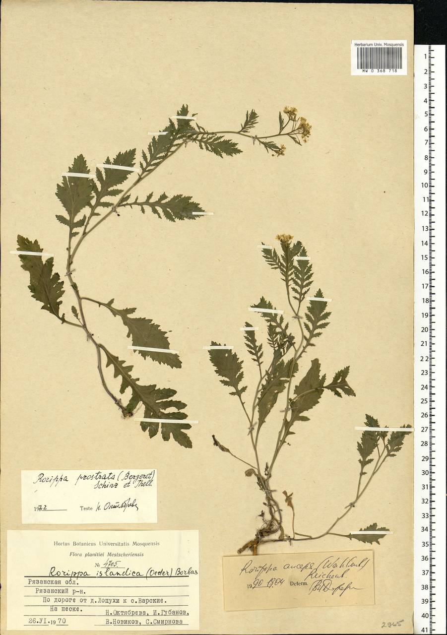 Rorippa × anceps (Wahlenb.) Rchb., Eastern Europe, Central region (E4) (Russia)