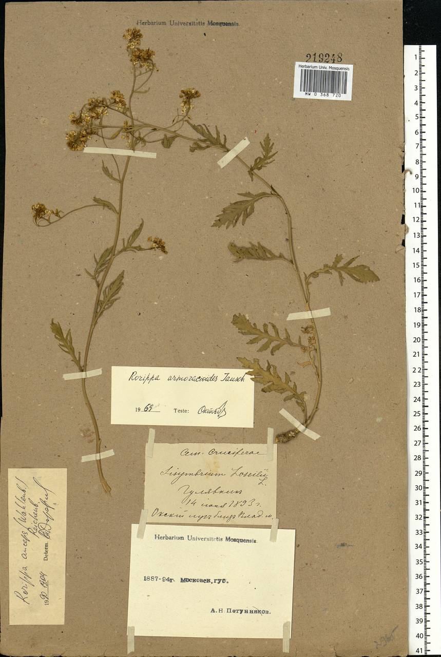 Rorippa × anceps (Wahlenb.) Rchb., Eastern Europe, Moscow region (E4a) (Russia)