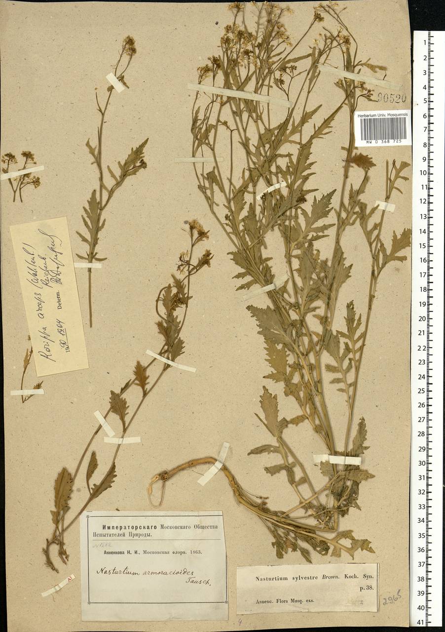 Rorippa × anceps (Wahlenb.) Rchb., Eastern Europe, Moscow region (E4a) (Russia)