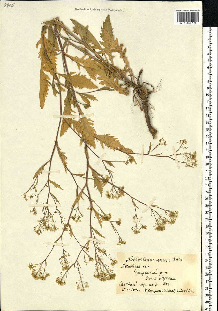 Rorippa × anceps (Wahlenb.) Rchb., Eastern Europe, Moscow region (E4a) (Russia)