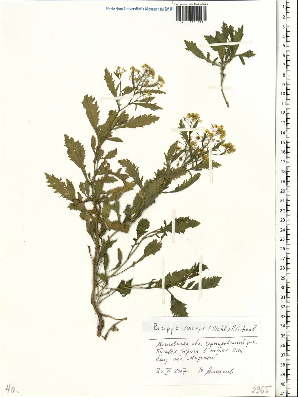 Rorippa anceps (Wahlenb.) Rchb., Eastern Europe, Moscow region (E4a) (Russia)
