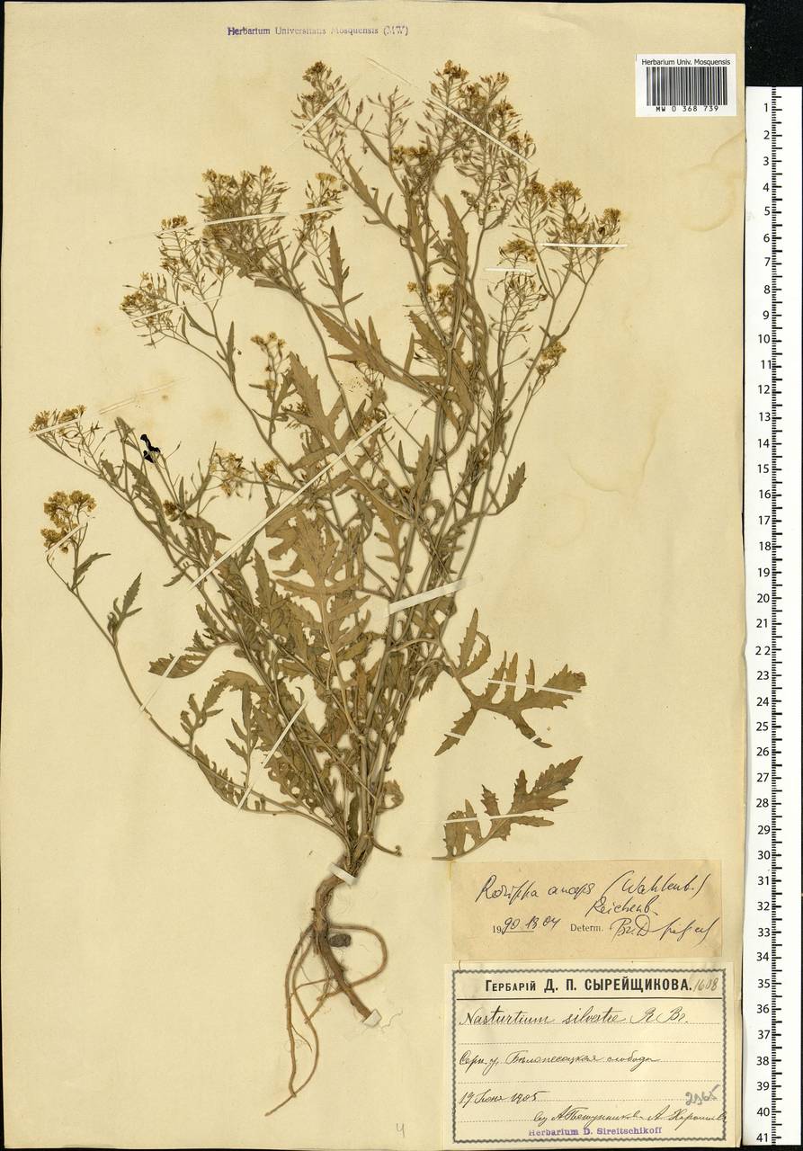 Rorippa × anceps (Wahlenb.) Rchb., Eastern Europe, Moscow region (E4a) (Russia)