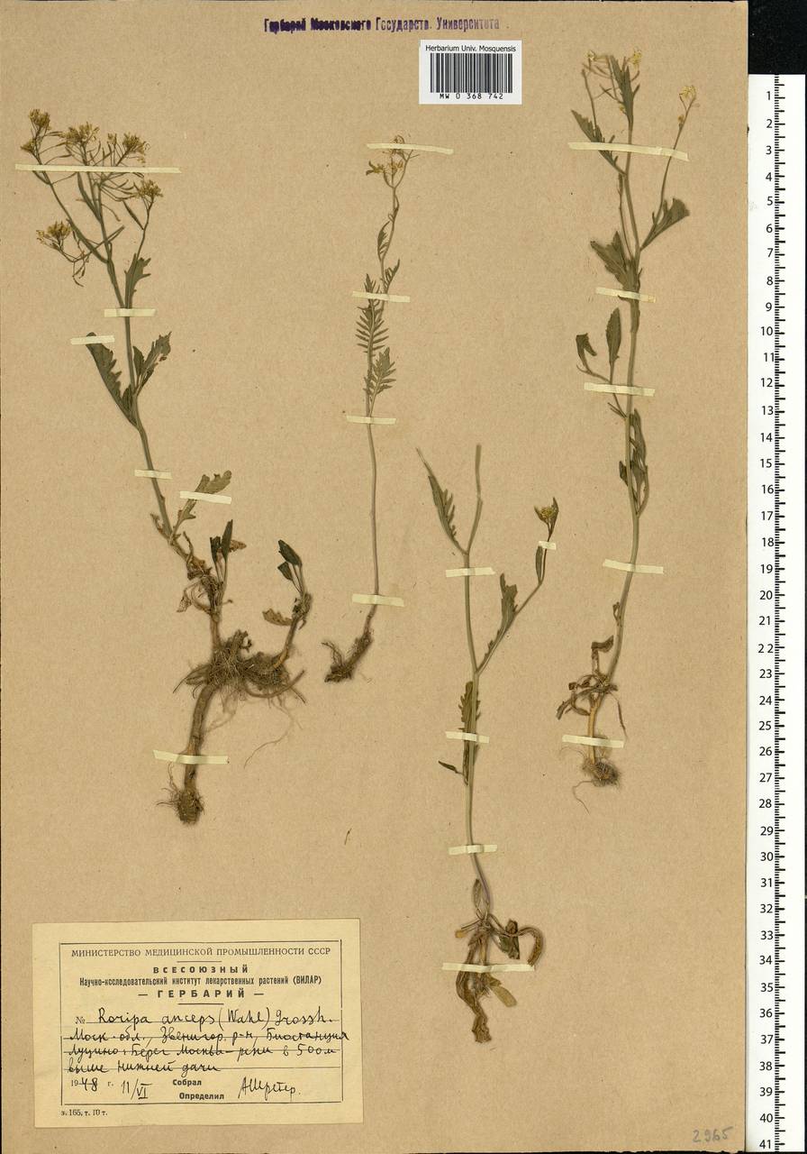 Rorippa × anceps (Wahlenb.) Rchb., Eastern Europe, Moscow region (E4a) (Russia)