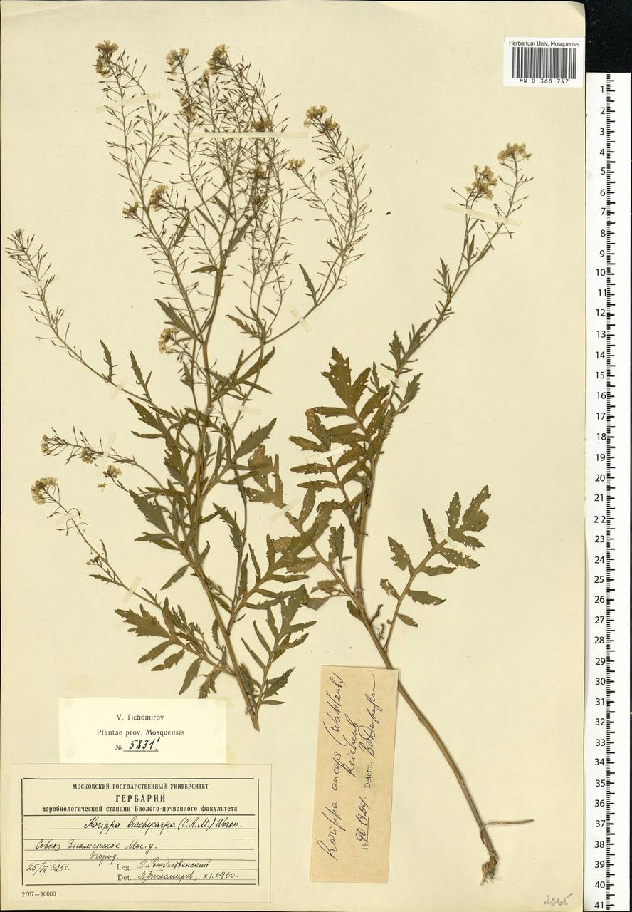 Rorippa × anceps (Wahlenb.) Rchb., Eastern Europe, Moscow region (E4a) (Russia)