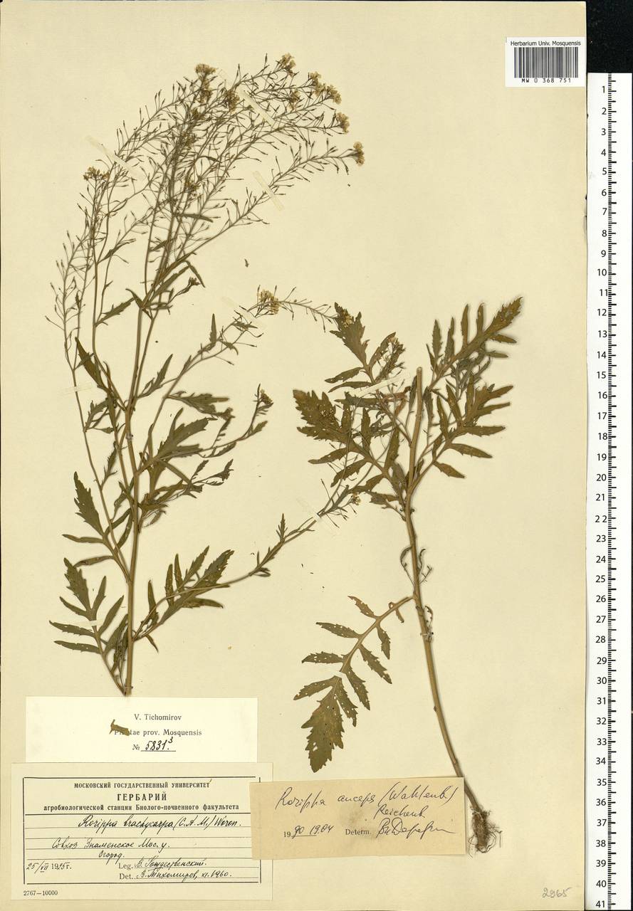 Rorippa × anceps (Wahlenb.) Rchb., Eastern Europe, Moscow region (E4a) (Russia)