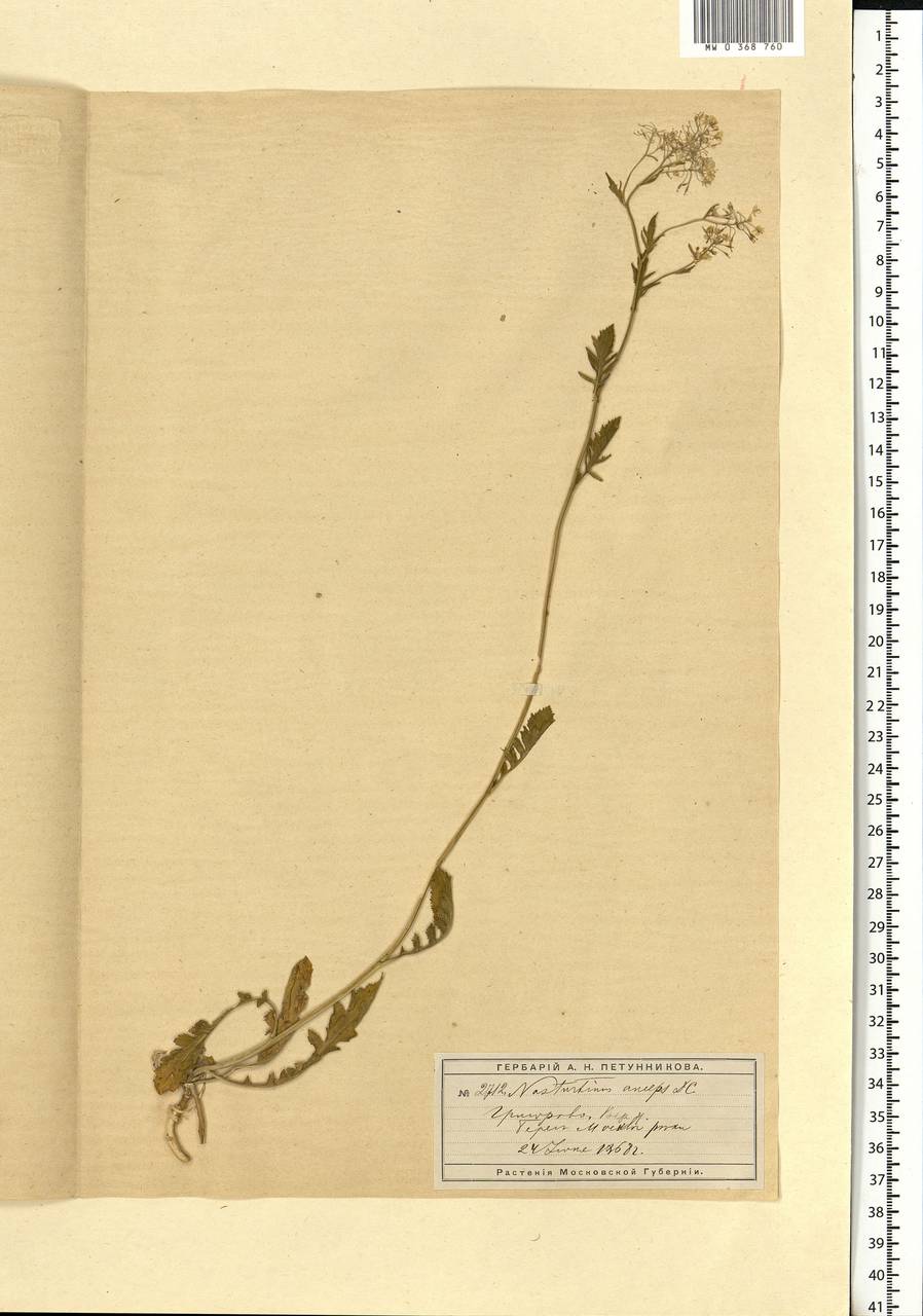 Rorippa × anceps (Wahlenb.) Rchb., Eastern Europe, Moscow region (E4a) (Russia)