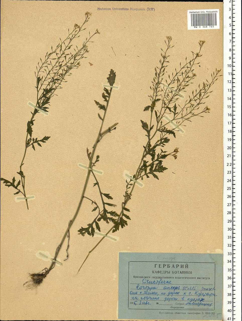 Rorippa × anceps (Wahlenb.) Rchb., Eastern Europe, Central forest region (E5) (Russia)