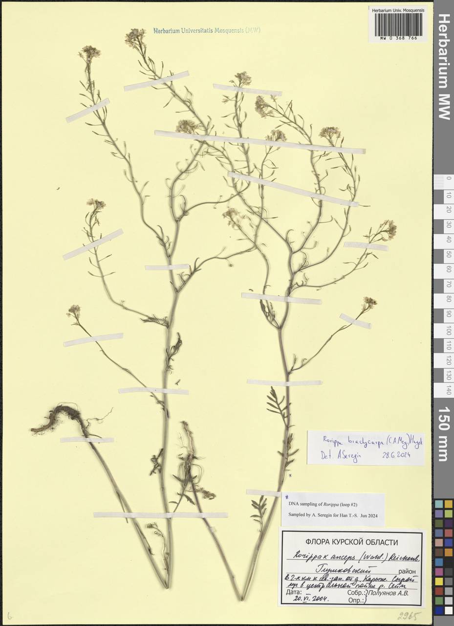 Rorippa × anceps (Wahlenb.) Rchb., Eastern Europe, Central forest-and-steppe region (E6) (Russia)