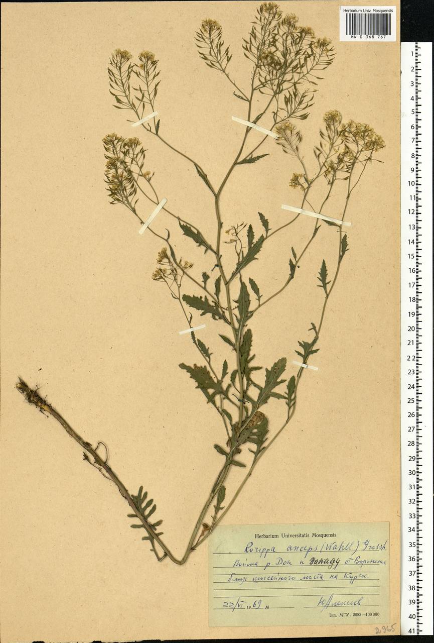 Rorippa × anceps (Wahlenb.) Rchb., Eastern Europe, Central forest-and-steppe region (E6) (Russia)