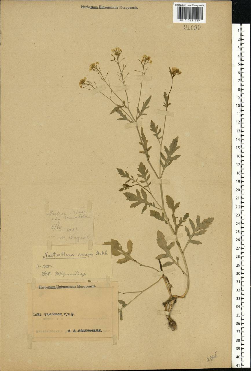 Rorippa × anceps (Wahlenb.) Rchb., Eastern Europe, Central forest-and-steppe region (E6) (Russia)