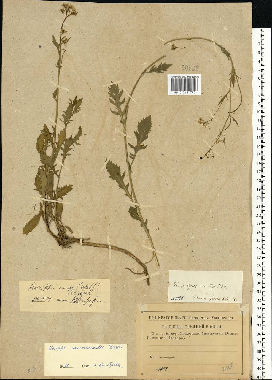 Rorippa × anceps (Wahlenb.) Rchb., Eastern Europe, Central forest-and-steppe region (E6) (Russia)