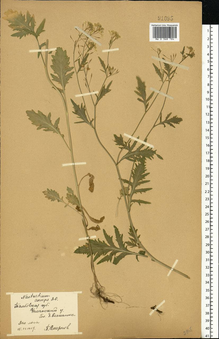 Rorippa × anceps (Wahlenb.) Rchb., Eastern Europe, Central forest-and-steppe region (E6) (Russia)