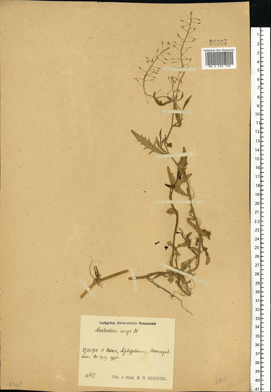 Rorippa anceps (Wahlenb.) Rchb., Eastern Europe, Volga-Kama region (E7) (Russia)