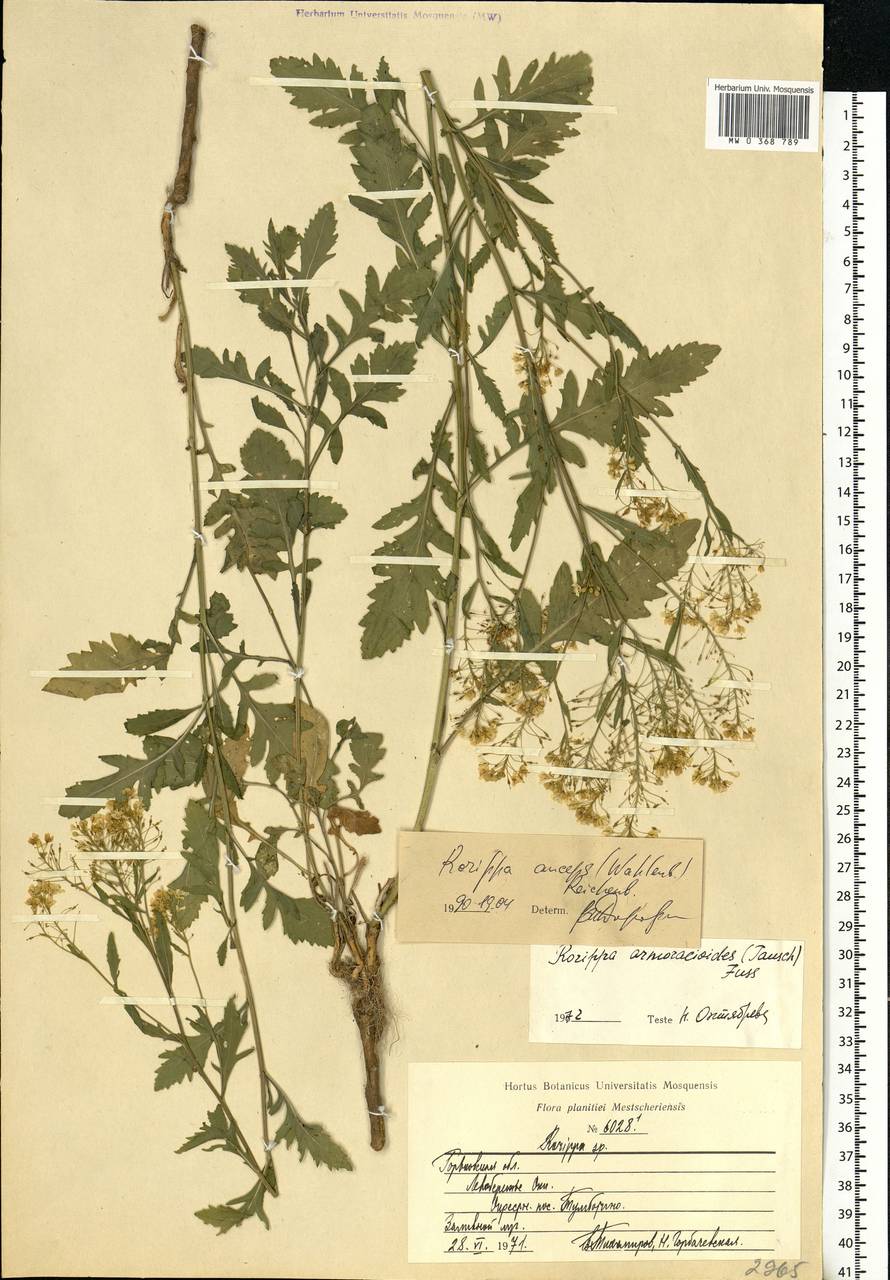 Rorippa × anceps (Wahlenb.) Rchb., Eastern Europe, Volga-Kama region (E7) (Russia)