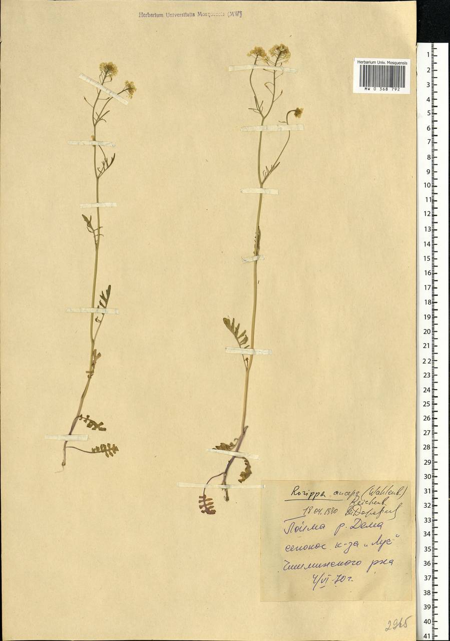 Rorippa × anceps (Wahlenb.) Rchb., Eastern Europe, Eastern region (E10) (Russia)