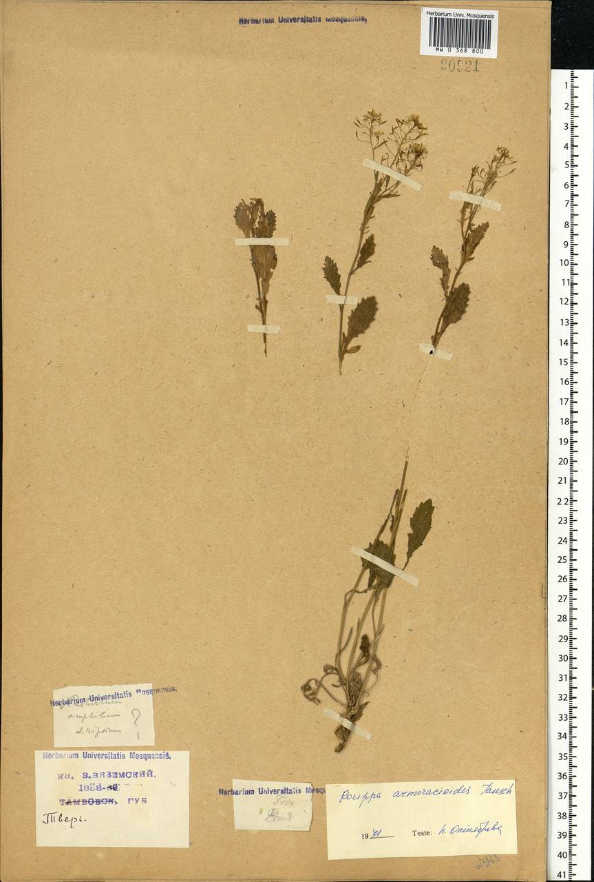 Rorippa × armoracioides (Tausch) Fuss, Eastern Europe, North-Western region (E2) (Russia)
