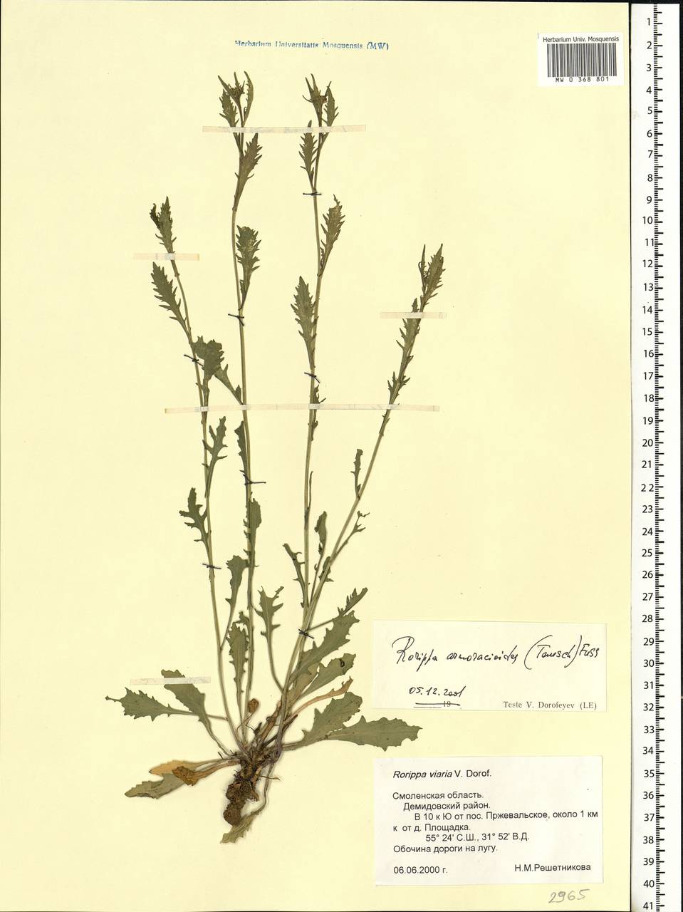 Rorippa × armoracioides (Tausch) Fuss, Eastern Europe, Western region (E3) (Russia)