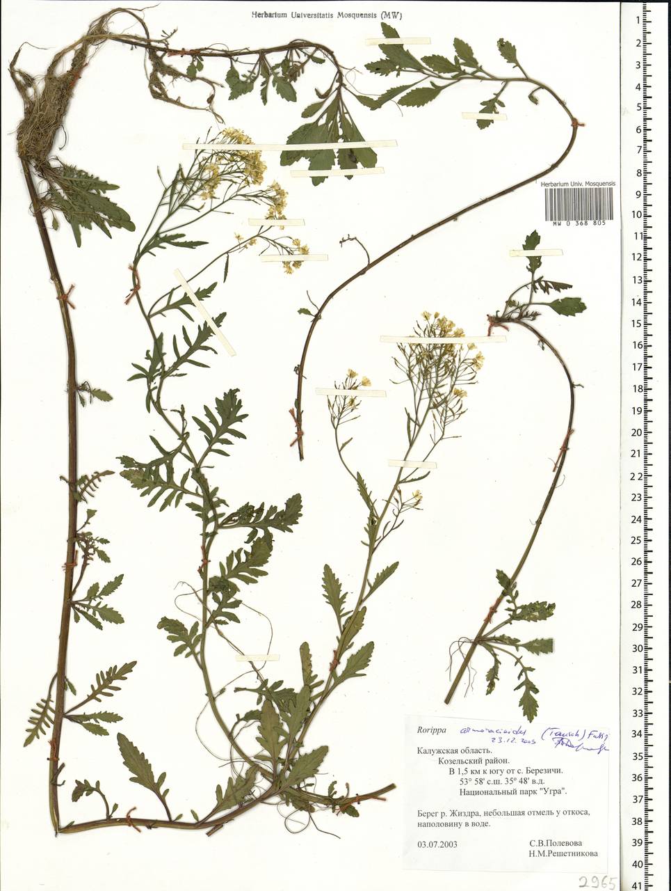 Rorippa × armoracioides (Tausch) Fuss, Eastern Europe, Central region (E4) (Russia)