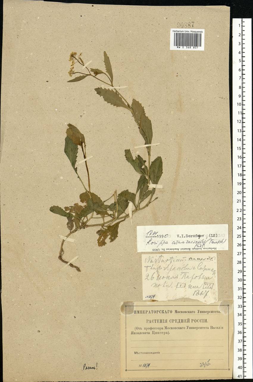 Rorippa × armoracioides (Tausch) Fuss, Eastern Europe, Central region (E4) (Russia)