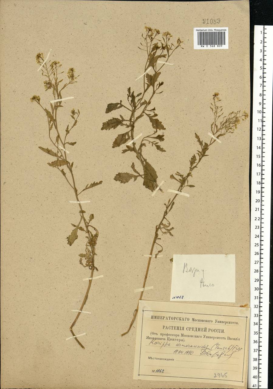 Rorippa anceps (Wahlenb.) Rchb., Eastern Europe, Central forest region (E5) (Russia)