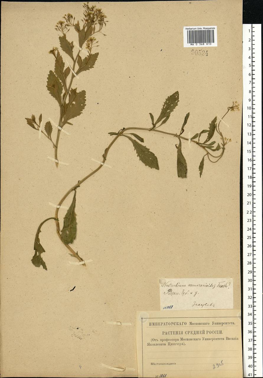 Rorippa × armoracioides (Tausch) Fuss, Eastern Europe, Central region (E4) (Russia)