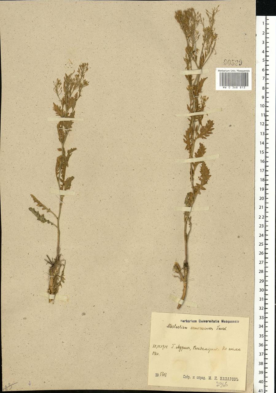 Rorippa × armoracioides (Tausch) Fuss, Eastern Europe, Central region (E4) (Russia)