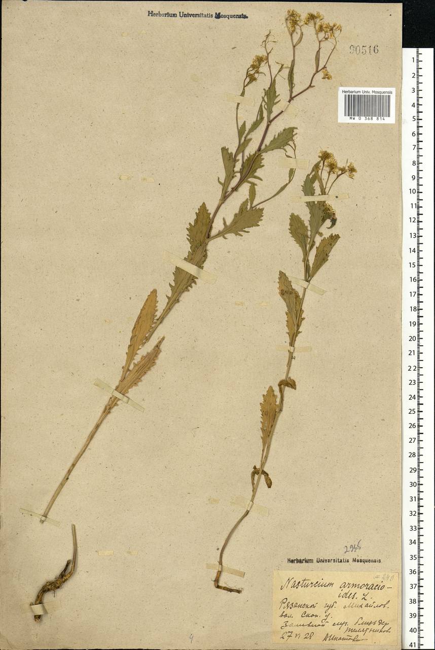 Rorippa × armoracioides (Tausch) Fuss, Eastern Europe, Central region (E4) (Russia)