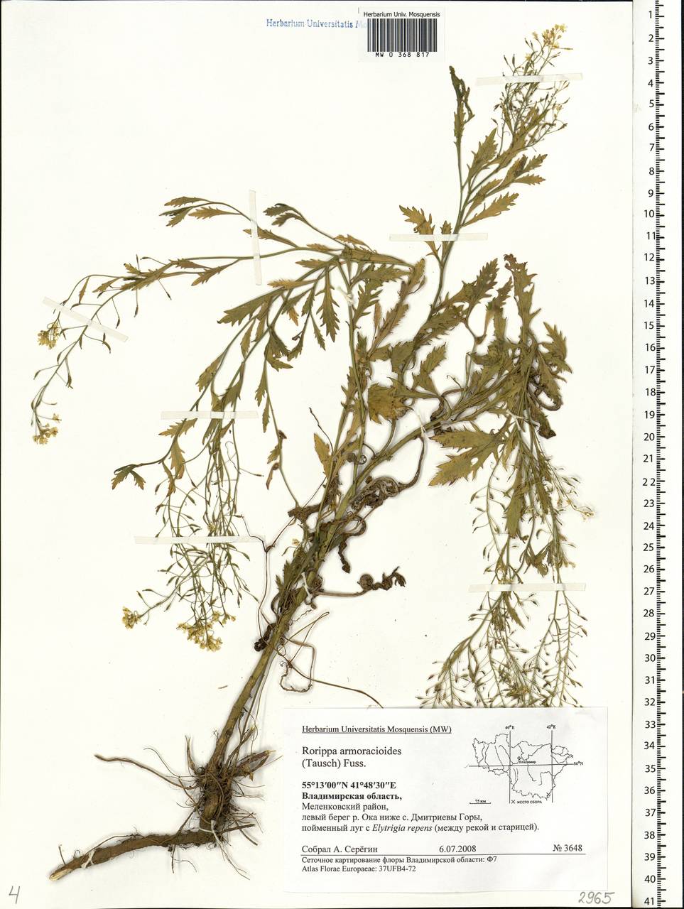 Rorippa × armoracioides (Tausch) Fuss, Eastern Europe, Central region (E4) (Russia)