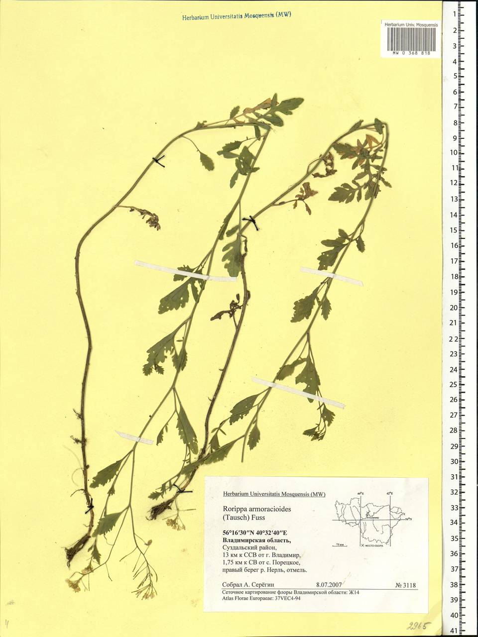 Rorippa × armoracioides (Tausch) Fuss, Eastern Europe, Central region (E4) (Russia)