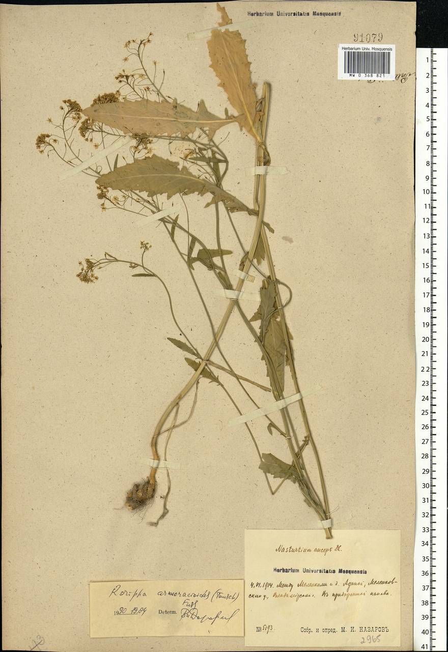 Rorippa × armoracioides (Tausch) Fuss, Eastern Europe, Central region (E4) (Russia)