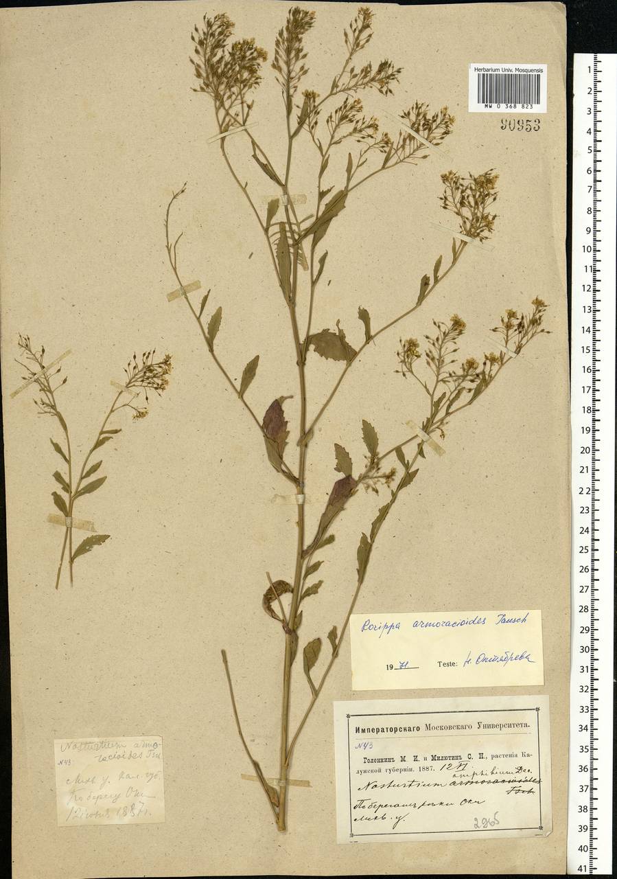 Rorippa × armoracioides (Tausch) Fuss, Eastern Europe, Central region (E4) (Russia)