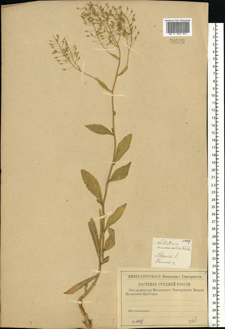 Rorippa × armoracioides (Tausch) Fuss, Eastern Europe, Central region (E4) (Russia)