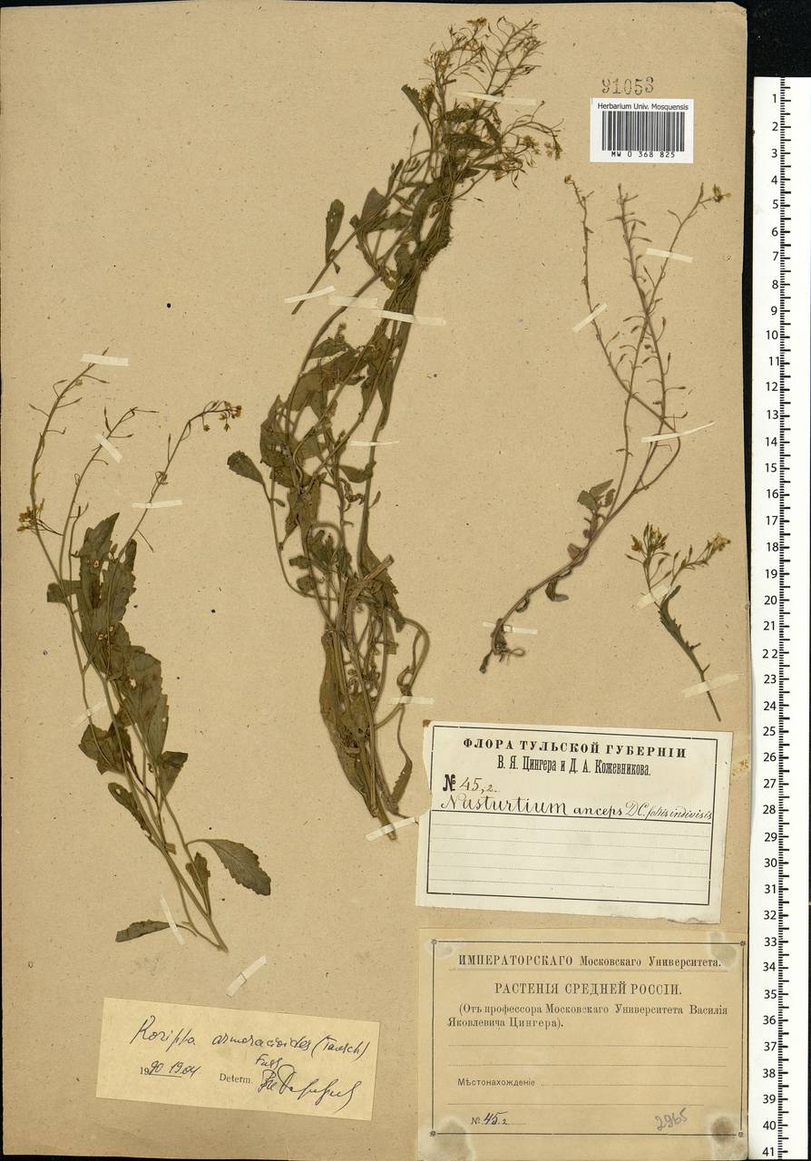 Rorippa × armoracioides (Tausch) Fuss, Eastern Europe, Central region (E4) (Russia)