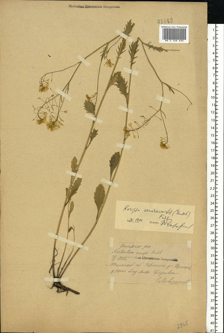 Rorippa anceps (Wahlenb.) Rchb., Eastern Europe, Central region (E4) (Russia)