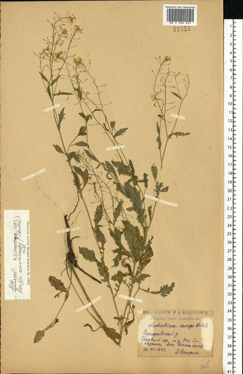 Rorippa × armoracioides (Tausch) Fuss, Eastern Europe, Moscow region (E4a) (Russia)