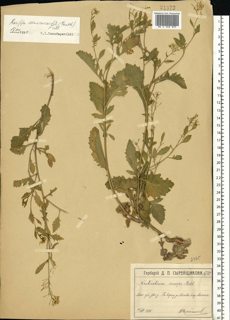 Rorippa × armoracioides (Tausch) Fuss, Eastern Europe, Moscow region (E4a) (Russia)