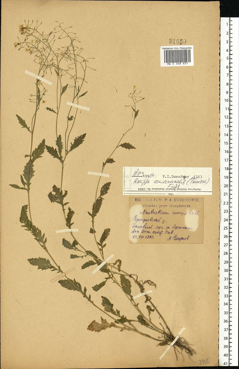 Rorippa × armoracioides (Tausch) Fuss, Eastern Europe, Moscow region (E4a) (Russia)