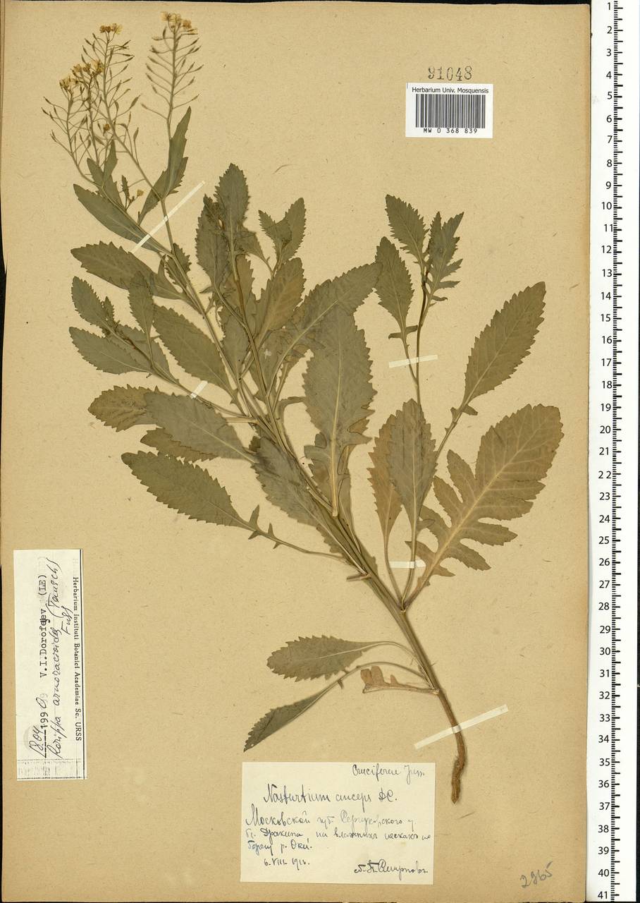 Rorippa anceps (Wahlenb.) Rchb., Eastern Europe, Moscow region (E4a) (Russia)