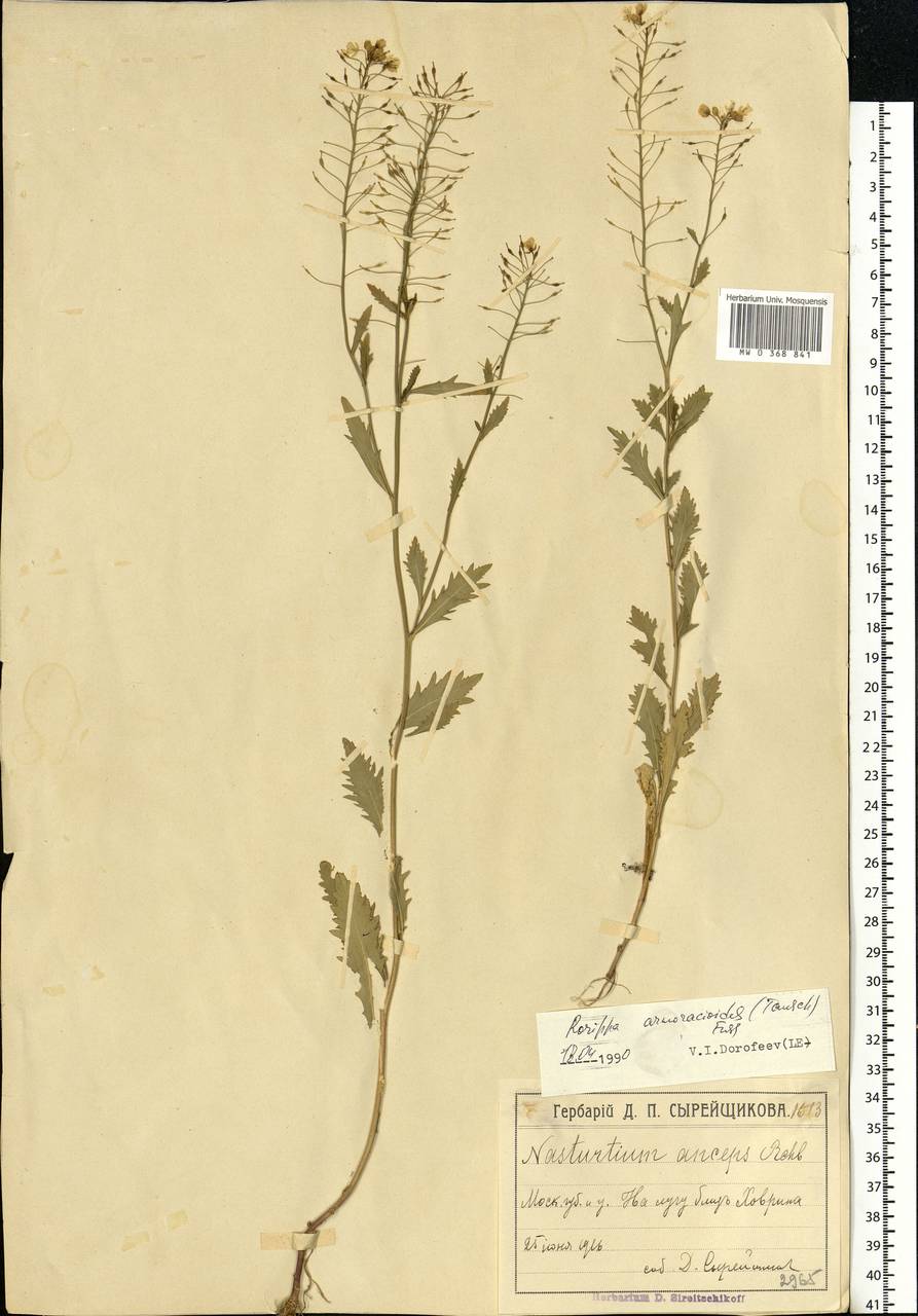 Rorippa × armoracioides (Tausch) Fuss, Eastern Europe, Moscow region (E4a) (Russia)