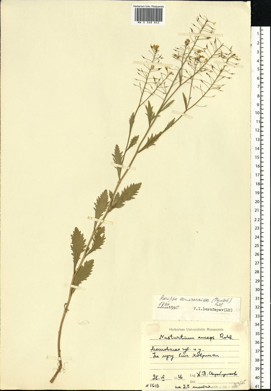 Rorippa × armoracioides (Tausch) Fuss, Eastern Europe, Moscow region (E4a) (Russia)
