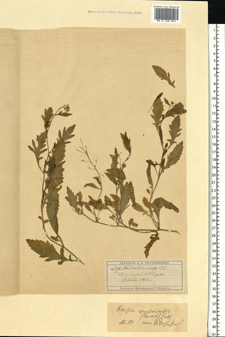 Rorippa × armoracioides (Tausch) Fuss, Eastern Europe, Moscow region (E4a) (Russia)